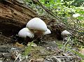 2011-0715-1110_Morden_Park_22C